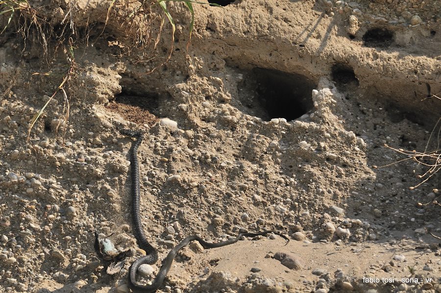 Il caparbio: predazione di biacco (foto-racconto)